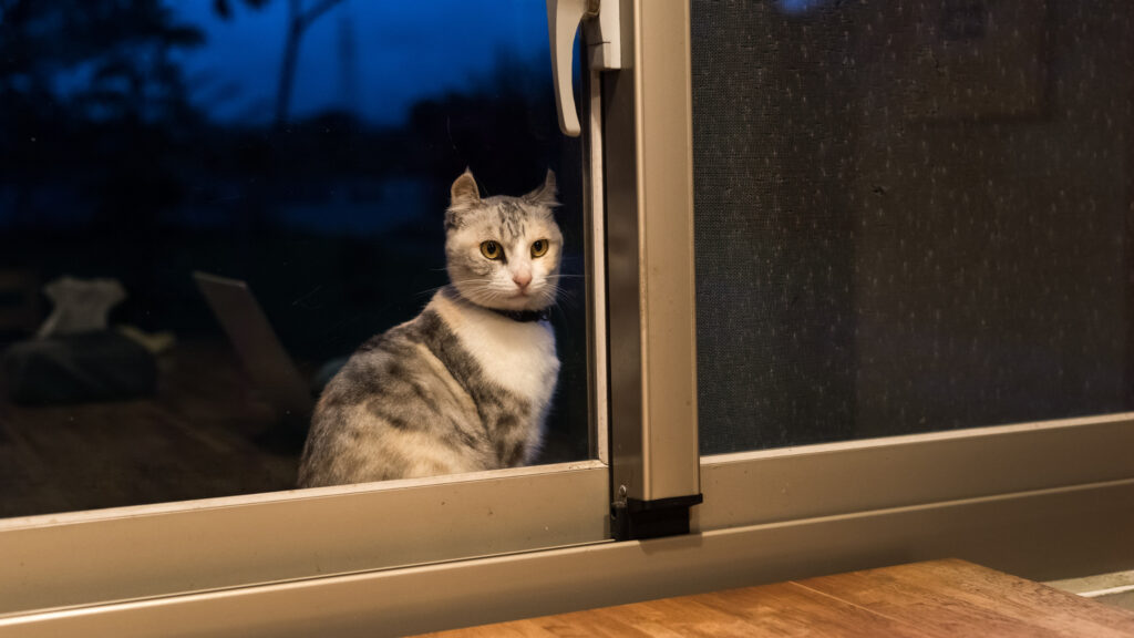 猫が脱走したときは夜から朝にかけた時間帯で探す