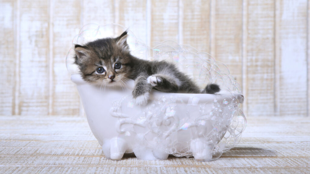   生後間もない子猫はお風呂に入れないで！