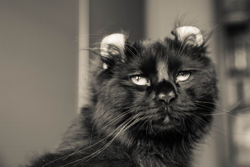 アメリカンカールの黒猫