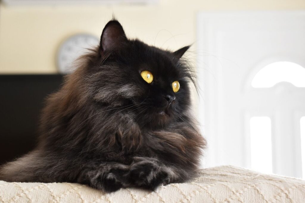 ペルシャ猫の黒猫
