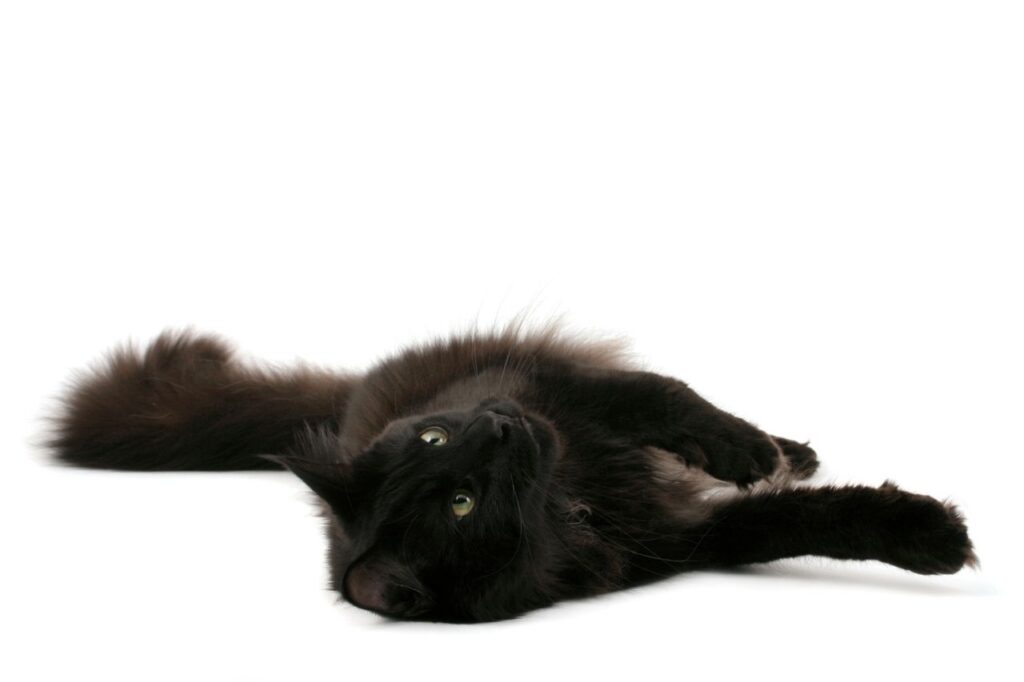 ノルウェージャンフォレストキャットの黒猫