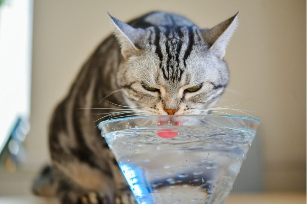 冬は猫の水分補給を忘れずに