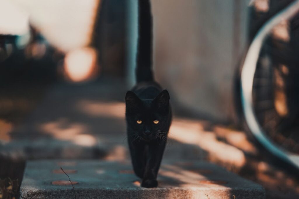 黒猫にまつわる噂と歴史