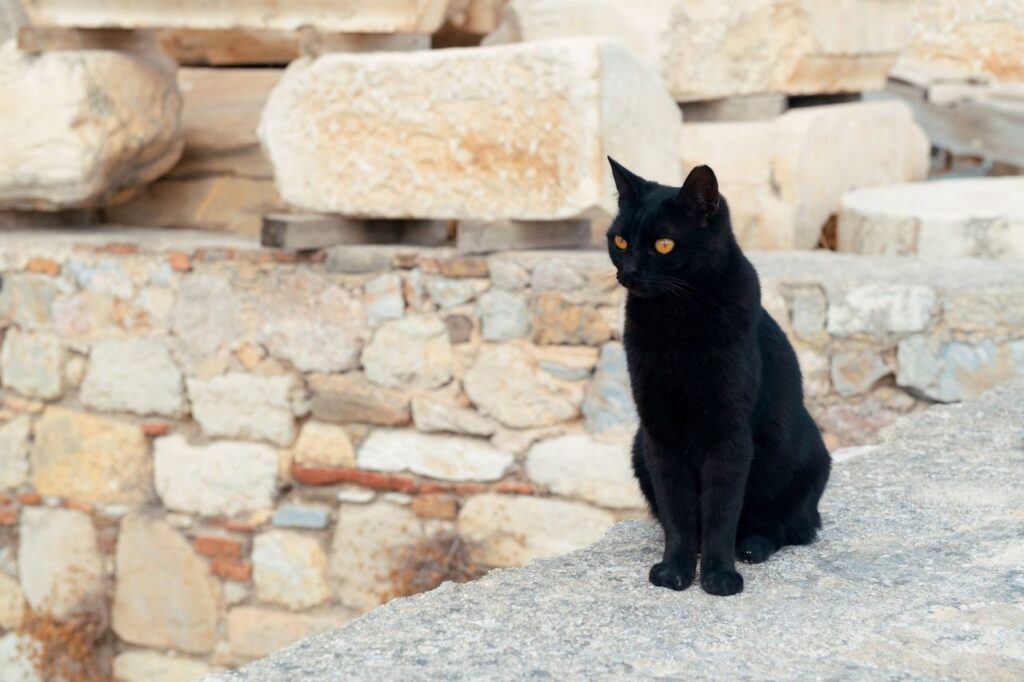 黒猫の特徴