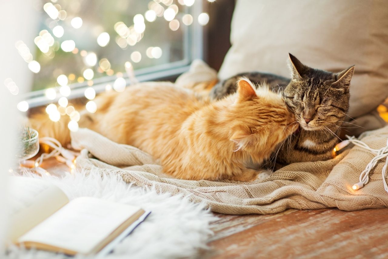 【猫の冬の寒さ対策】暖房は必要？適切な室温や寝床、対策グッズなどを詳しく解説！