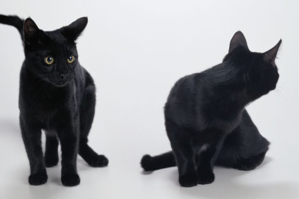 黒猫は性別によって性格が違う