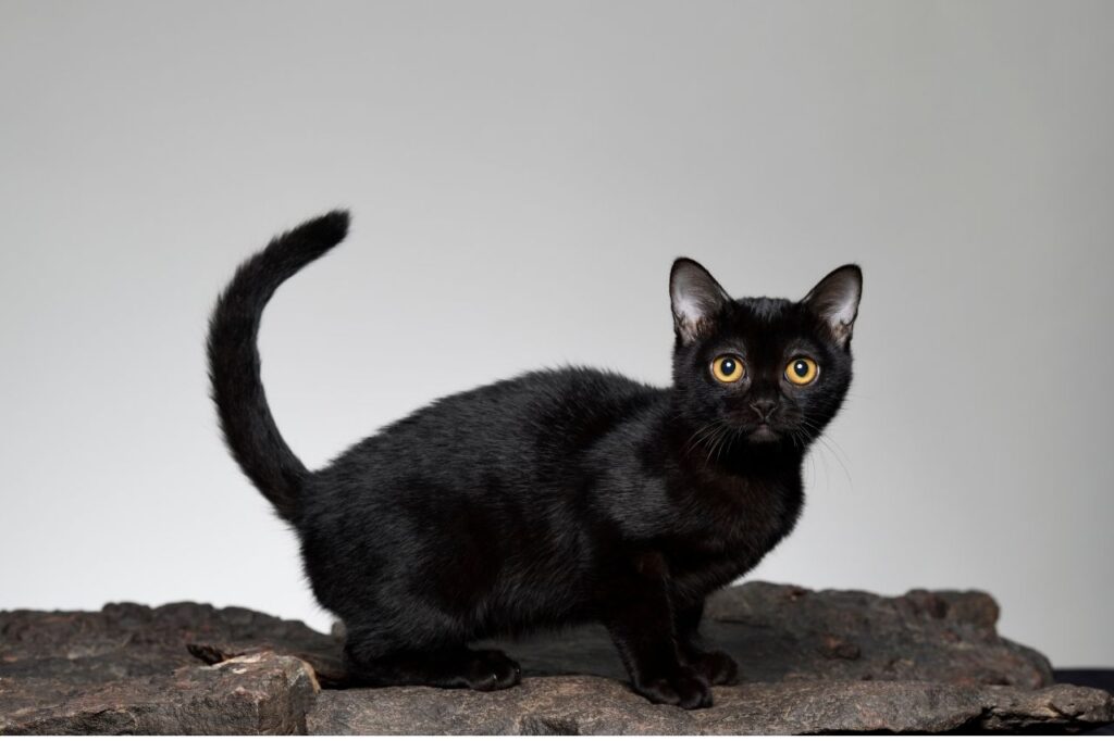 ボンベイの黒猫