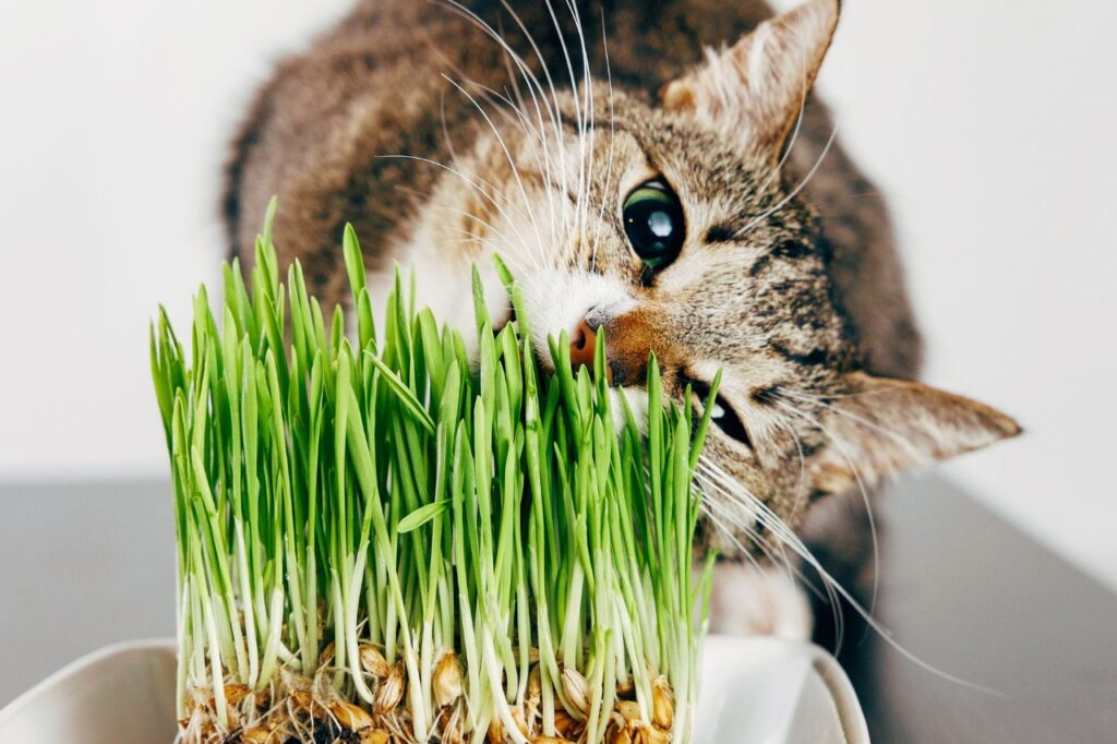 猫の抜け毛対策には猫草が効果的