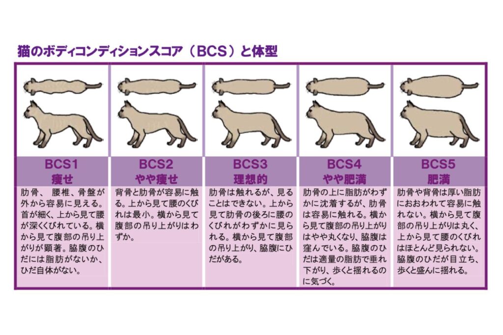 猫のボディコンディションスコア (BCS) と体型　環境省「飼い主のためのペットフード・ガイドライン」