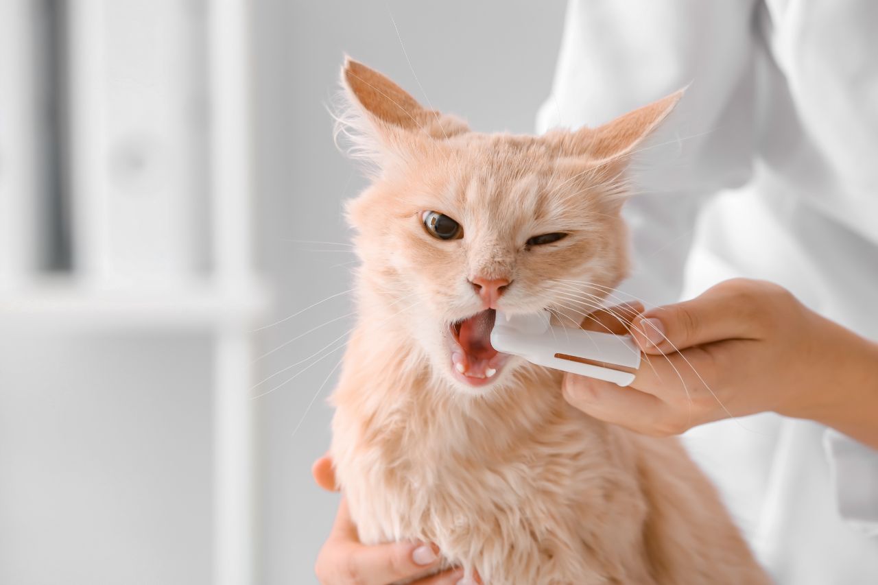 猫に歯磨きは必要？頻度や慣れさせる方法、代用品などについて詳しく解説！