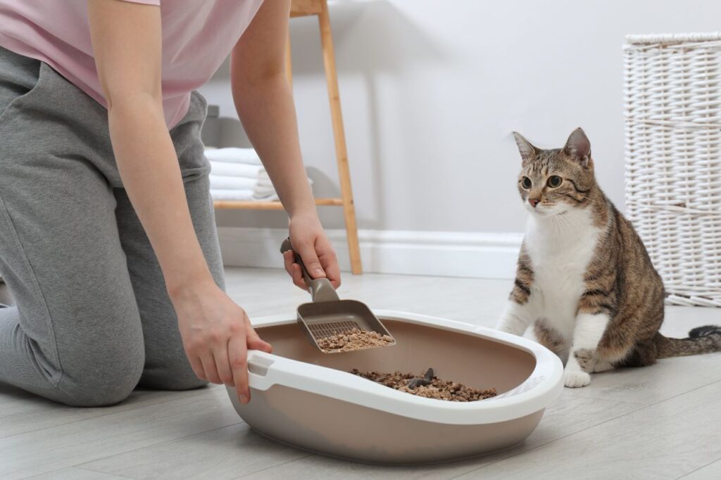   猫のトイレ掃除の基礎知識