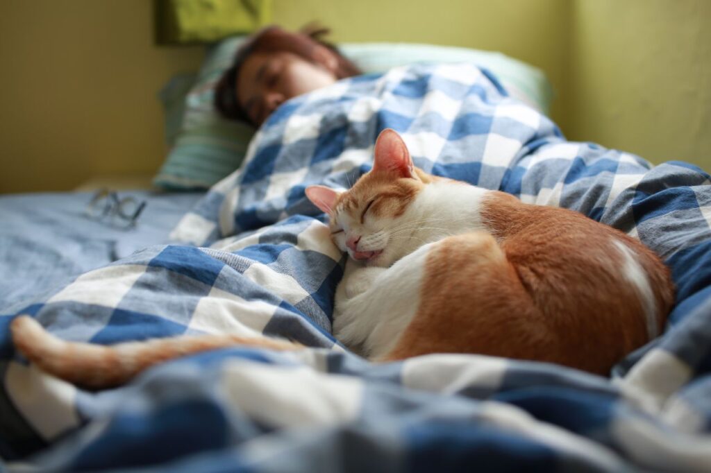 猫が大好きな飼い主に見せる行動　①飼い主にくっついて寝る