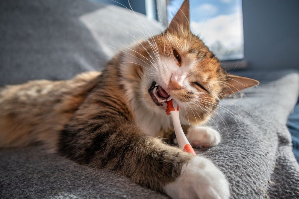   歯磨きが難しい猫に便利な代用品