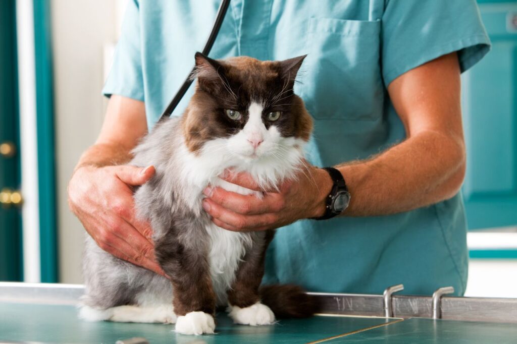 猫は定期的に健康診断を行う