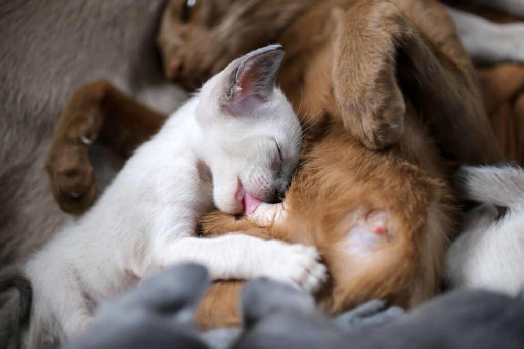 母猫の乳を飲む子猫