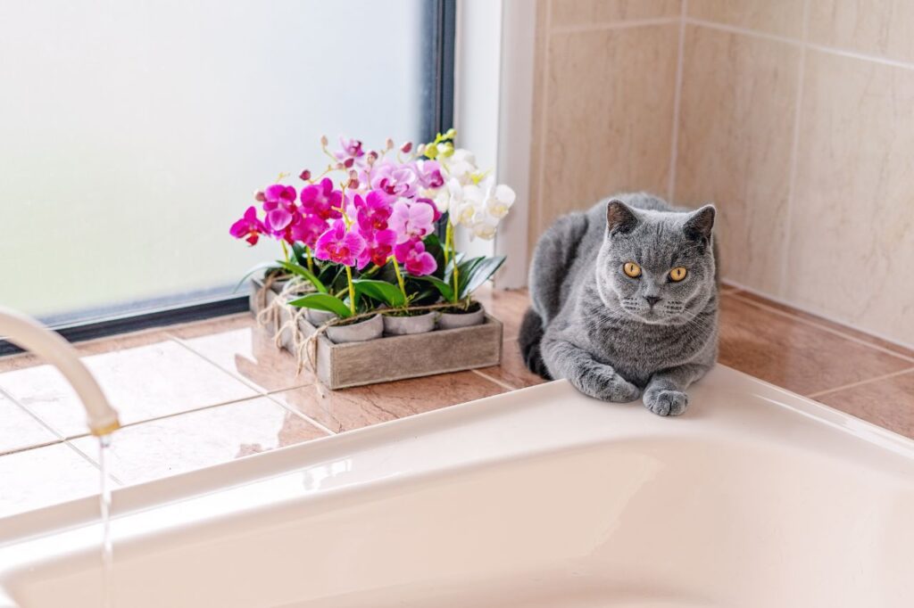 飼い主のお風呂についてくる猫