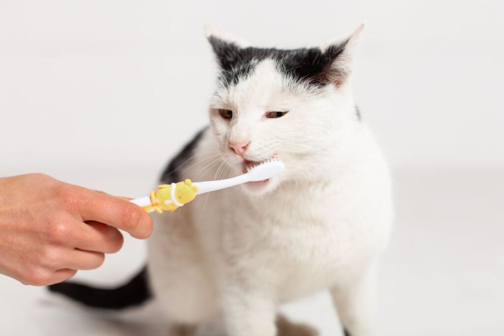   猫に歯磨きは必要？