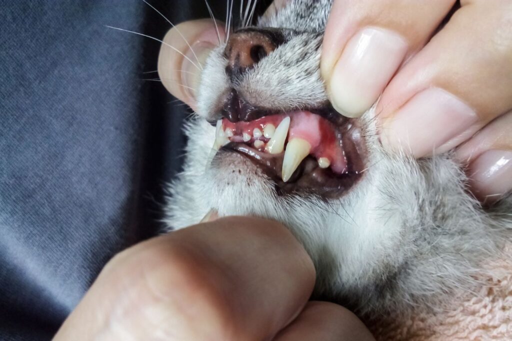 猫は「虫歯」にはならないが「歯周病」にはなりやすい！
