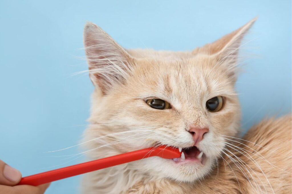   猫の歯磨きの頻度は？