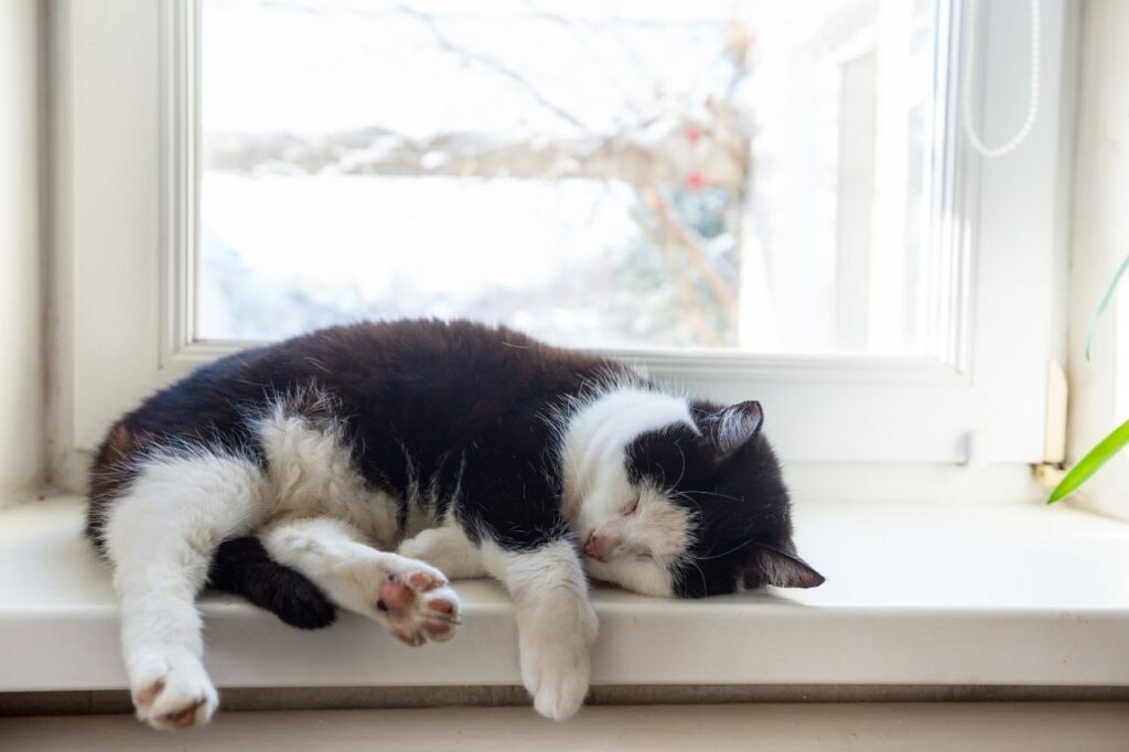 猫の肉球は体温調節の役割