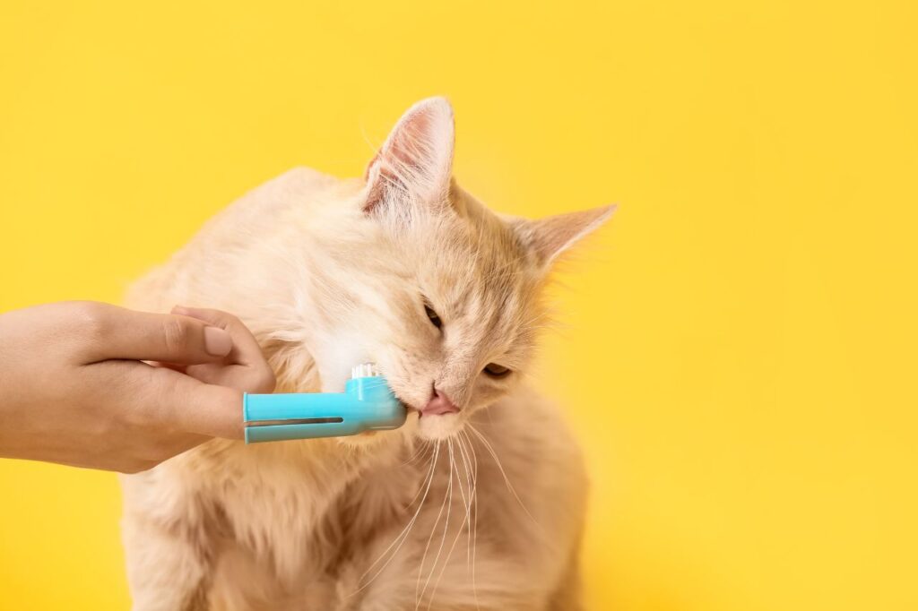 猫の歯磨きは毎日または週2〜3回が理想的