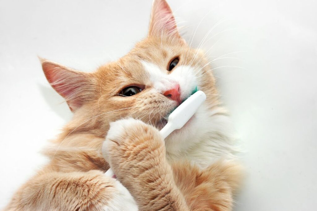  猫に歯磨きを慣れさせる方法