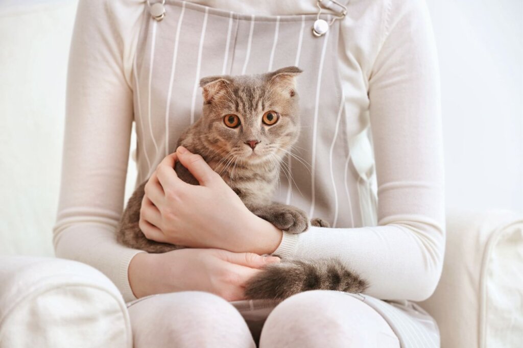   【実体験あり】一人暮らしで猫を飼うときに注意すべきポイント