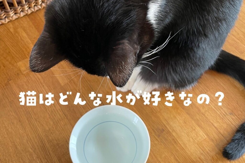  猫はどんな水が好き？