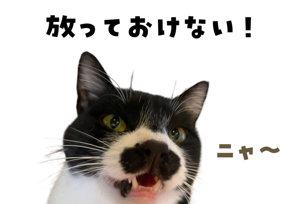   猫の鳴き声は人間の赤ちゃんの泣き声に似ている