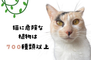 猫に危険な植物とは｜暮らしの中で注意すべきポイント