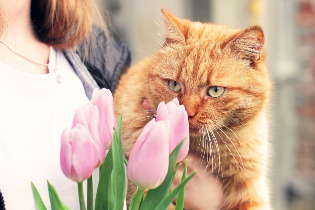   猫は春が苦手！猫の「春ストレス」