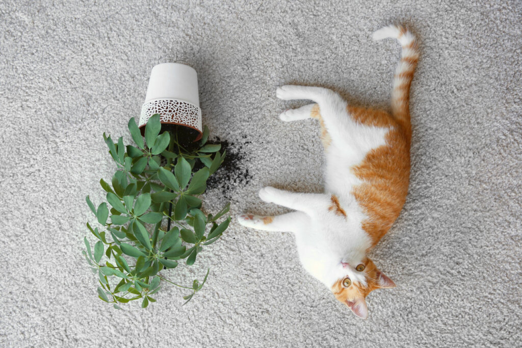   猫がいるご家庭は植物に注意！