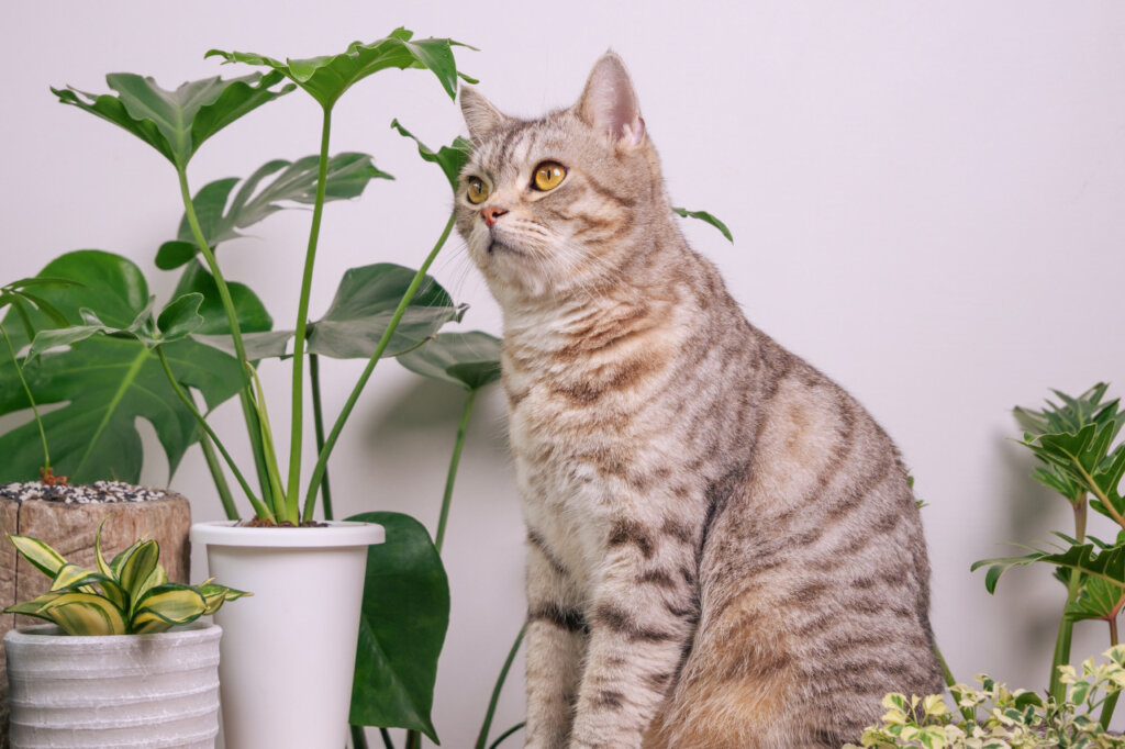   猫に危険な植物
