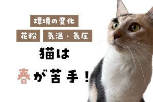 【春到来】春は猫が苦手な季節|不調のサインを察知して愛猫を守る方法