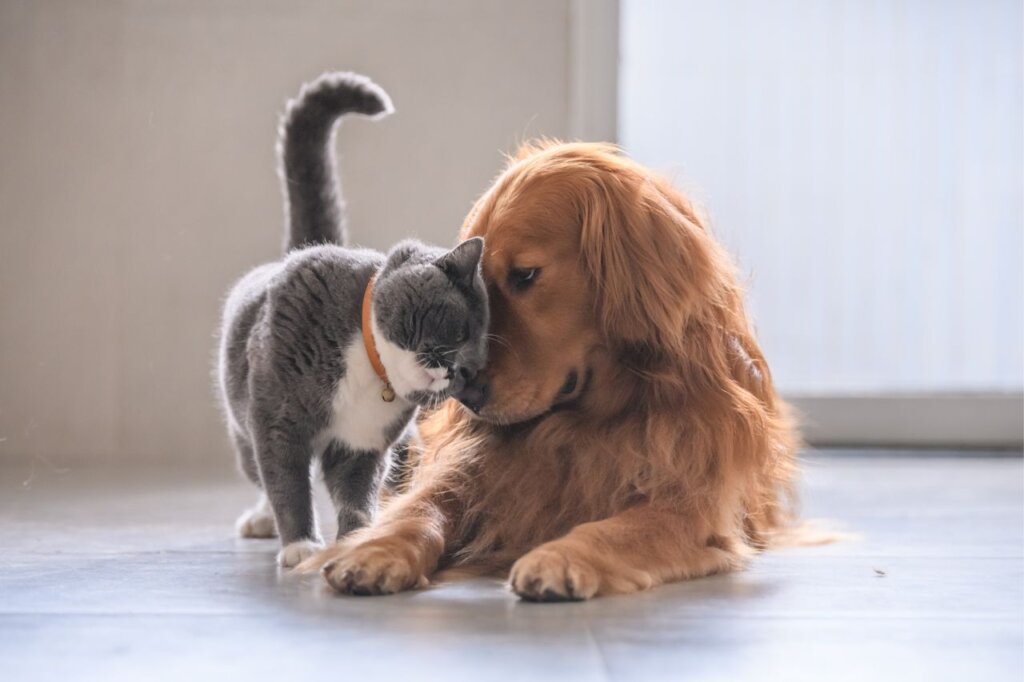   猫と犬の習性・性質の違い