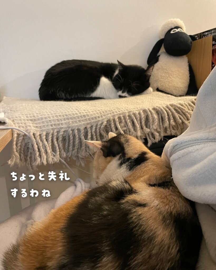 猫の参考書　デスクで眠るひげちゃんと飼い主の膝で眠るみけぽん