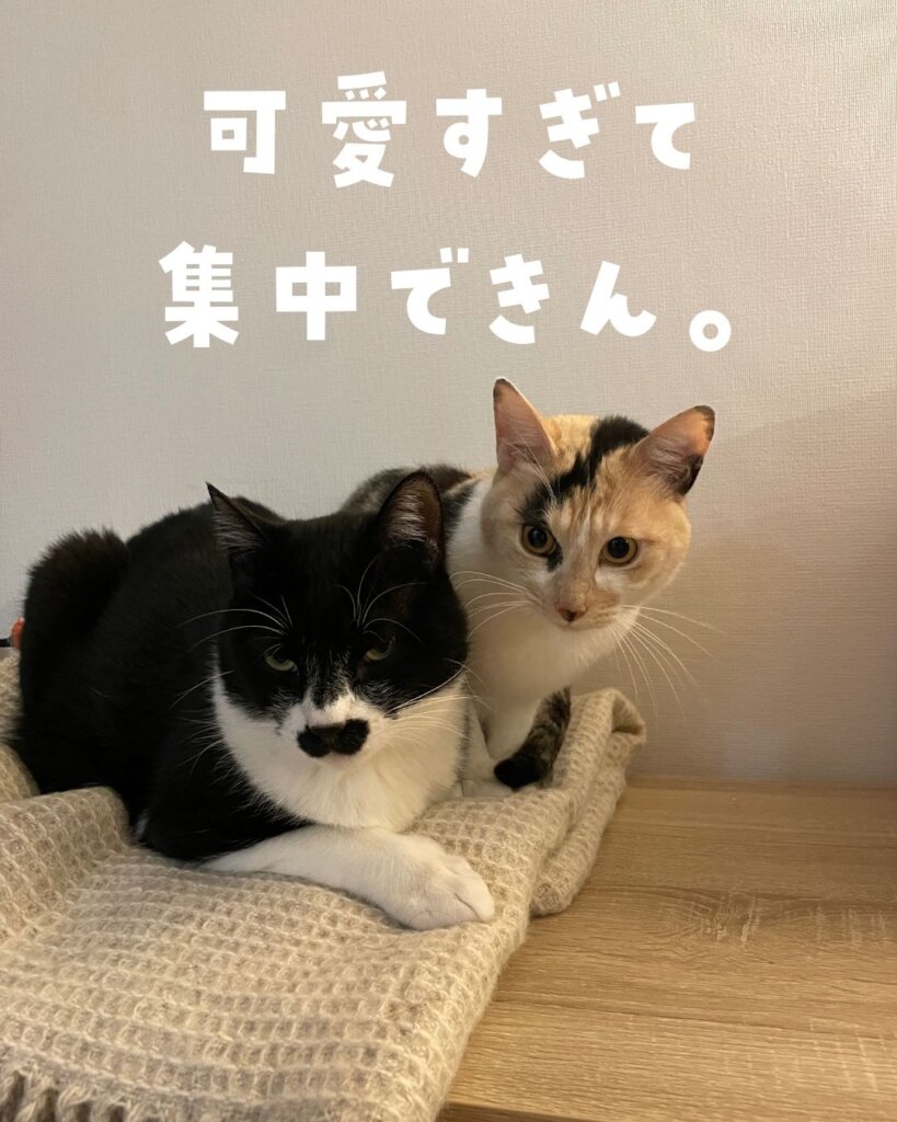 猫の参考書　猫が可愛すぎて仕事に集中できない